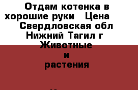 Отдам котенка в хорошие руки › Цена ­ 10 - Свердловская обл., Нижний Тагил г. Животные и растения » Кошки   